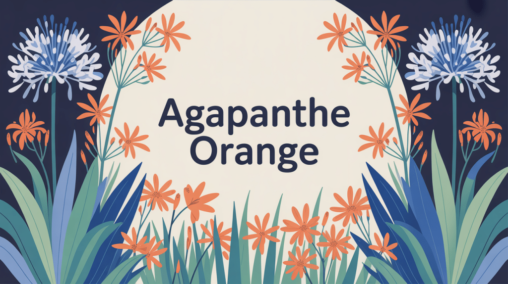 Composition agapanthe orange fleurs vivaces jardin