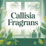 callisia fragrans plante médicinale tiges feuilles fleurs illustration