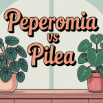 peperomia vs pilea côte à côte dans un intérieur lumineux