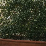 Brise vue plante persistante en bac sur balcon urbain