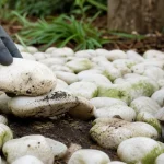 Comment nettoyer des galets blancs tachés verts ou jaunes, nettoyage doux