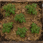 Le paillage au potager : paille sur terre autour de jeunes plants