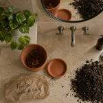 Plantes faciles pour salle de bain en humidité et faible lumière