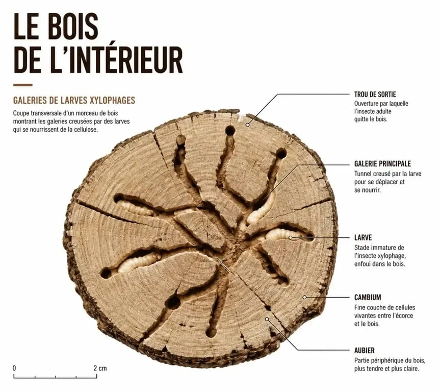 Schéma illustrant les galeries creusées par des insectes dans un meuble en bois infesté par des mites du bois